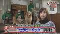 被災地の犬 第二の“犬生”　“セラピードッグ”訓練！