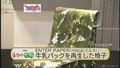 【ネタのたね】牛乳パックを再生した椅子