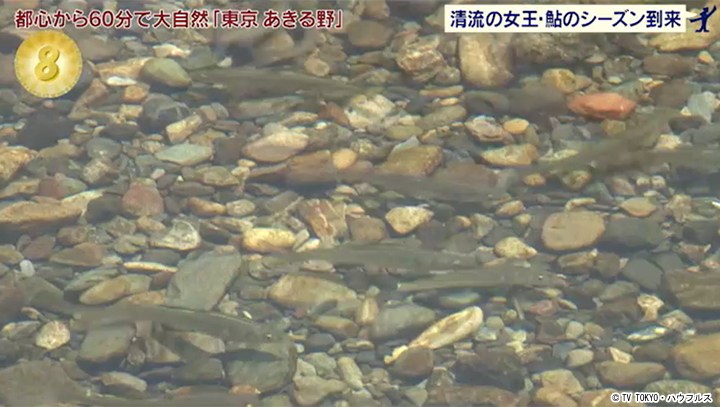 鮎 解禁 21年6月12日 出没 アド街ック天国 テレビ東京