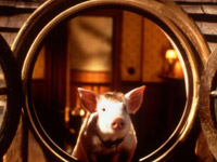 ベイブ 都会へ行く テレビ東京