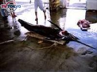 巨大魚を追え!ニッポンの凄腕漁師