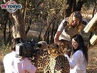 菅野美穂とアフリカ大自然　　絶滅危機のチーターを救え!! 　（仮） 