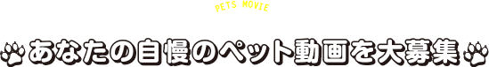 ペットのかわいい動画を大募集!!