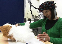 【夢のペットが脳を活性化する】夢ねこ