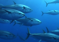 クロマグロ養殖の最新技術・味のコントロールを達成せよ！