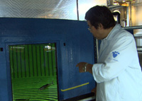 真水で育つ！？ギョッと驚く新マグロ養殖技術
