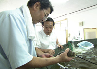 町おこしの切り札！温泉育ちのフグ