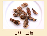 モリーユ茸