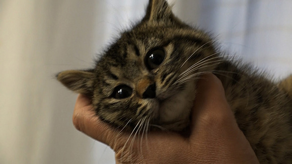 かわいい猫の、かわいいだけじゃない現実。保護猫活動に関わる、命をとりまく人々の思いに迫る！ザ・ドキュメンタリー「猫ブームの裏側」