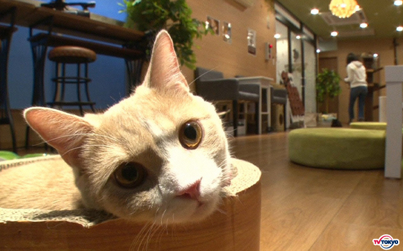 癒しの猫カフェに1日密着！短足ネコ専門の猫カフェへ！激カワなハプニングが発生！「どうぶつピース」