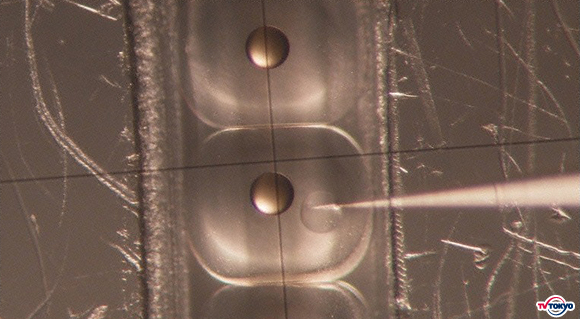 ガンが治る!?驚きの遺伝子技術「ゲノム編集」がもたらす未来とは？