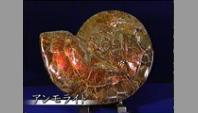 アンモライト