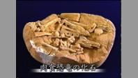 肉食恐竜の化石