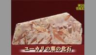 ユーカリの葉の化石