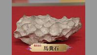馬糞石