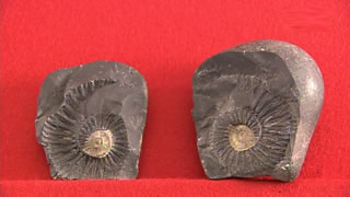 小林一茶の掛軸｜開運！なんでも鑑定団｜テレビ東京