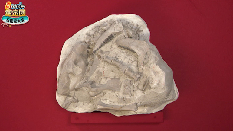 オレオドンの化石