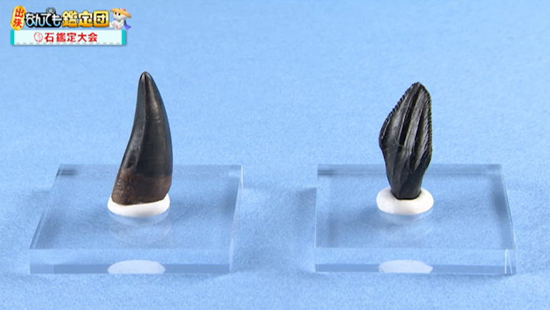 恐竜の化石 2点
