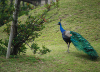 写真：くじゃく