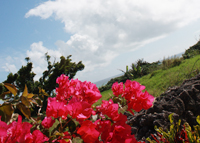 写真：民宿くらからの風景
