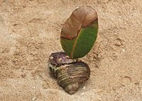 写真：ヤドカリ