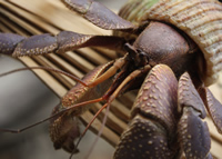 写真：大きなヤドカリ