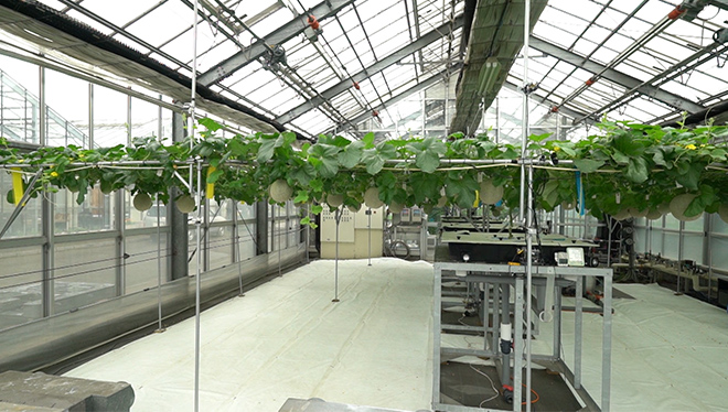 ＃15　ハウス栽培 IoTで自動管理！高品質メロンの水耕栽培