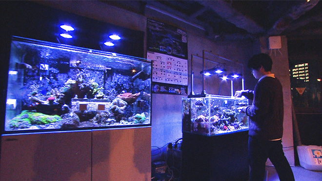 ＃35　サンゴ 都内に沖縄の海を再現！オフィスビル内のサンゴ