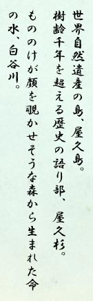 世界自然遺産の島、屋久島。樹齢千年を超える歴史の語り部、屋久杉。もののけが顔を覗かせそうな森から生まれた命の水、白谷川。