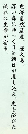 世界自然遺産、屋久島。深い森にゆっくりと朝日が差し込み、光を浴びた流れに生命が宿る。