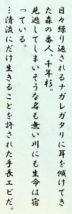 日々繰り返されるナガレガタリに耳を傾けてきた森の番人、千年杉。見逃してしまいそうな名も無い川にも生命は宿っている。…清流にだけ生きることを許された手長エビだ。
