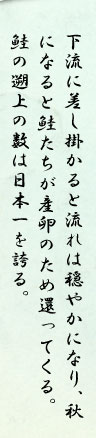 下流に差し掛かると流れは穏やかになり、秋になると鮭たちが産卵のため還ってくる。鮭の遡上の数は日本一を誇る。