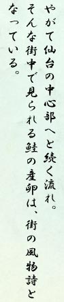 やがて仙台の中心部へと続く流れ。そんな街中で見られる鮭の産卵は、街の風物詩となっている。