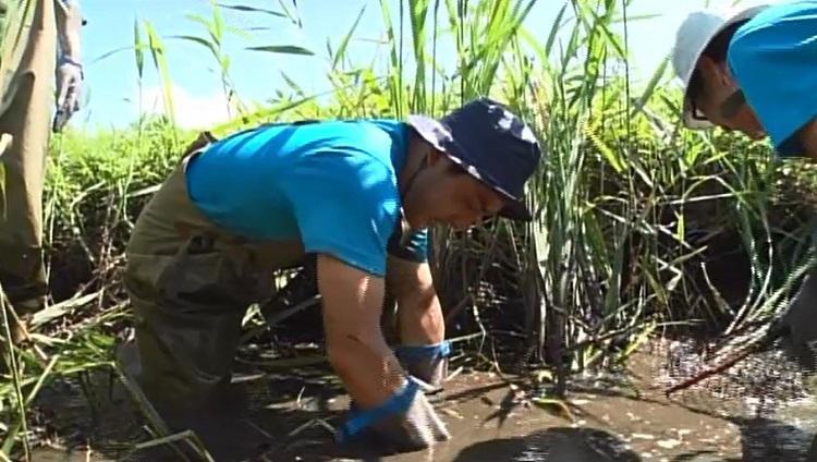 凶暴カミツキガメ全部獲れ 夏の印旛沼で6時間の捕獲リベンジ 緊急sos 池の水ぜんぶ抜く大作戦 テレ東プラス