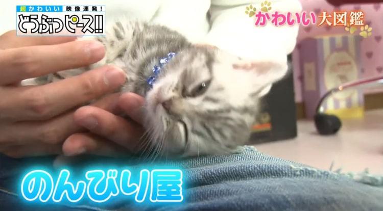 db_neko_20190213_01.jpg