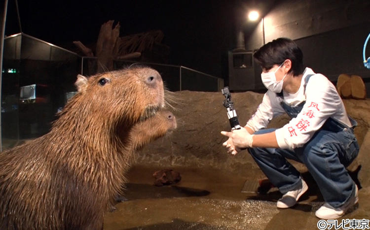ロケ秘蔵画像あり Snow Manラウールが動物ビビり脱却を目指し水族館へ どうぶつピース テレ東プラス