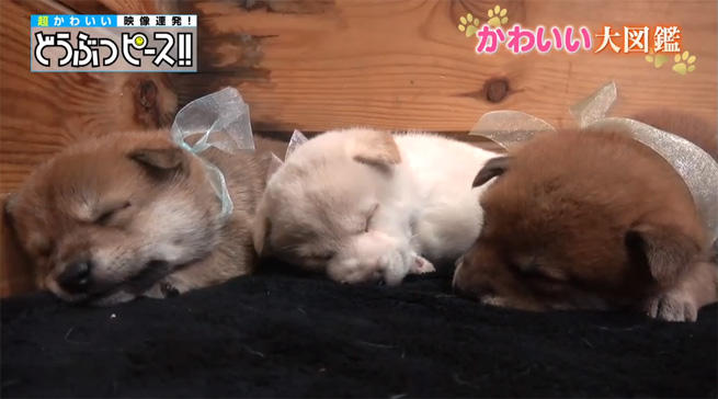 dp_dog_1212_03.jpg