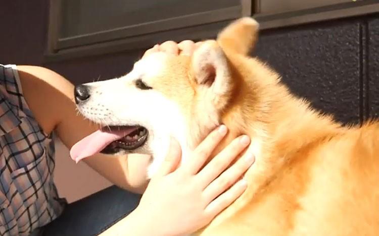 スペインの忠犬ハチ公 マヤの飼い主への愛 どうぶつピース かわいい大図鑑 テレ東プラス