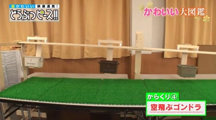 dp_inu_20190214_04.jpg
