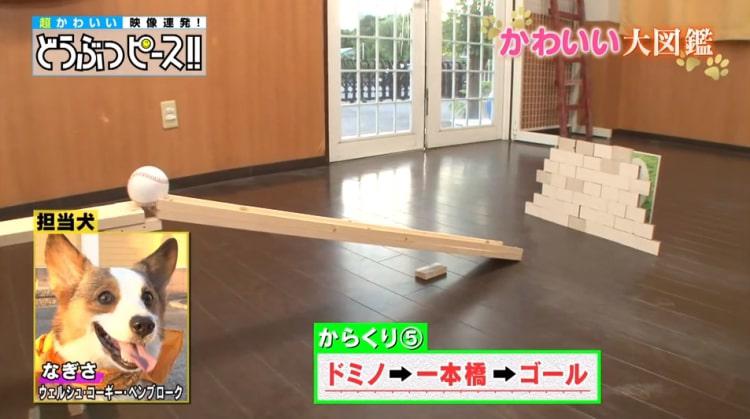 dp_inu_20190214_05.jpg