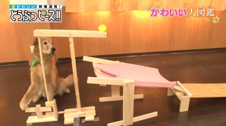 dp_inu_20190214_06.jpg