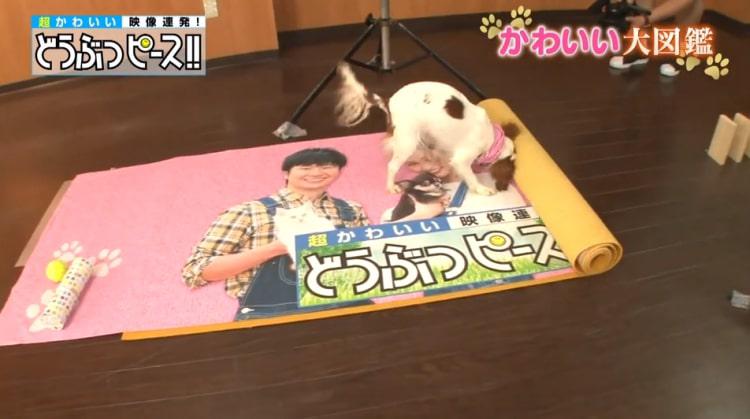 dp_inu_20190214_07.jpg