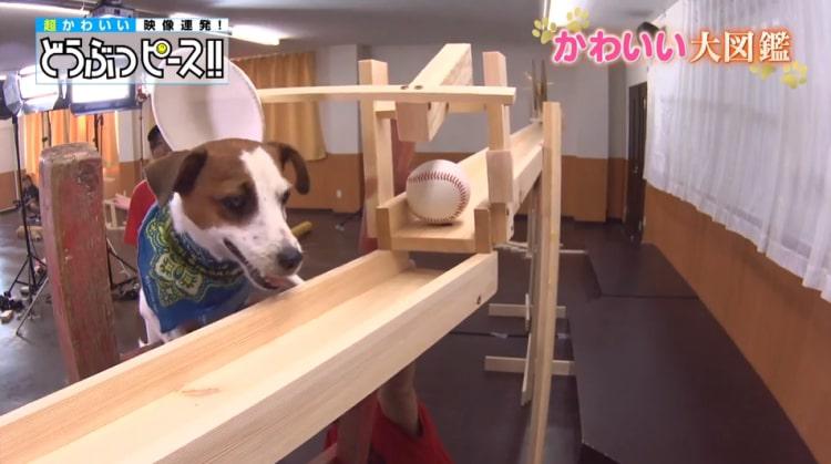 dp_inu_20190214_08.jpg
