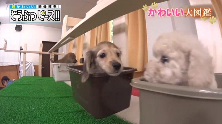 dp_inu_20190214_09.jpg