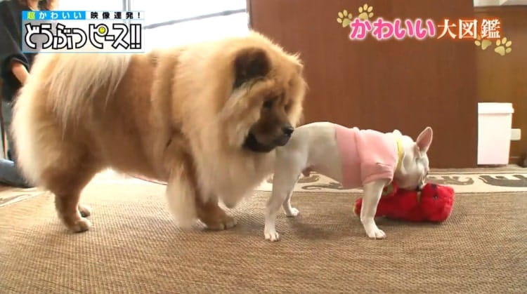dp_inu_20190815_05.jpg