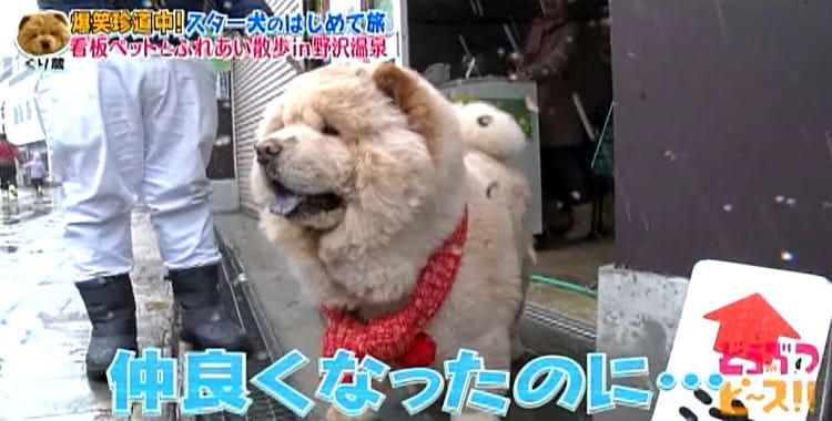 dp_inu_20200304_04.jpg