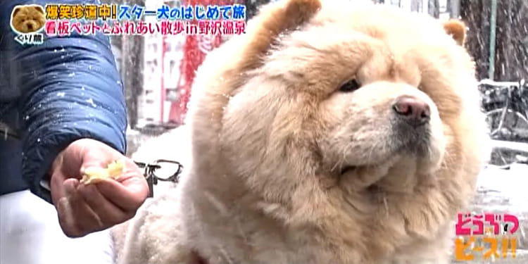 dp_inu_20200304_05.jpg
