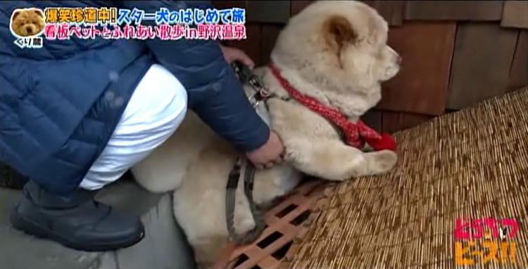 dp_inu_20200304_09.jpg