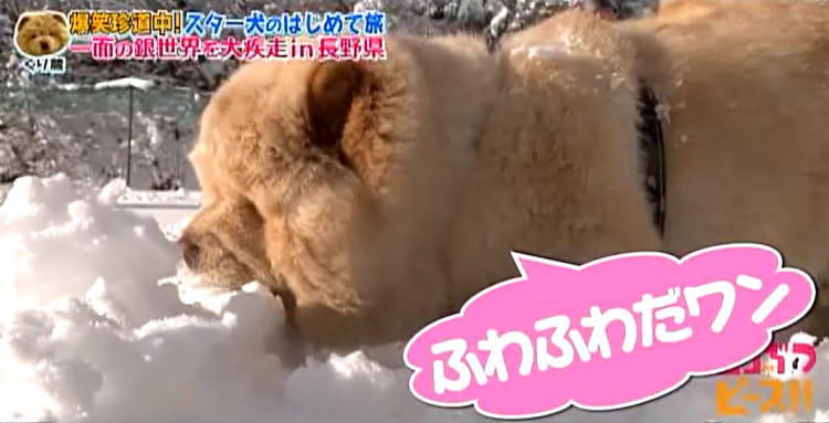 dp_inu_20200304_13.jpg