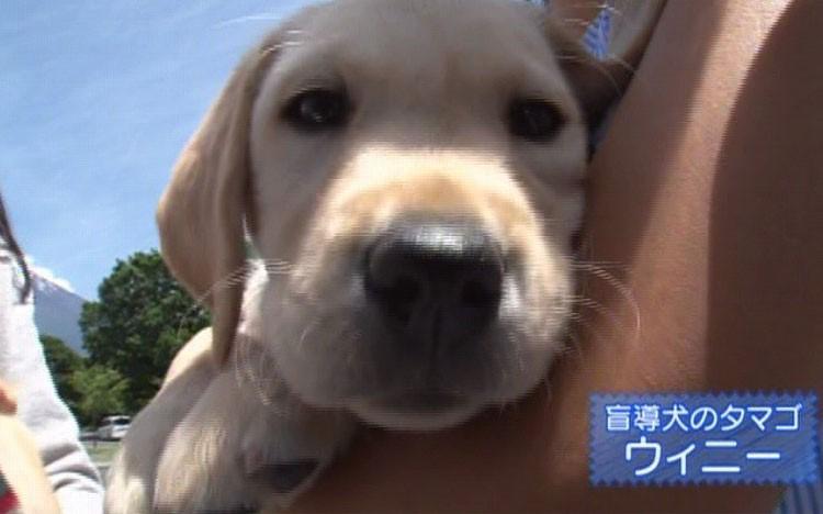 犬の困った 飛びつき を解消するには 盲導犬訓練から学ぶワンちゃんのしつけ テレ東プラス